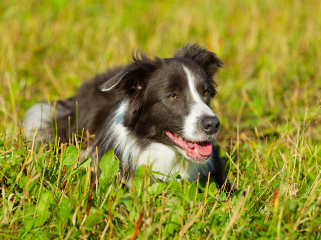 Helpful And Easy Advice For Training Your Dog.