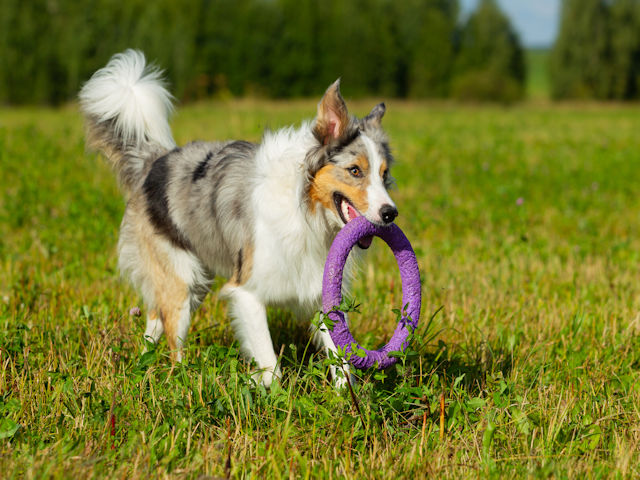 Great Ideas To Help You With Your Dog Training