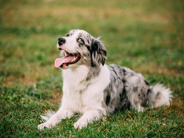 A Well-Behaved Dog Is A Happy Dog – Find The Tips And Tricks To Canine Training Here!
