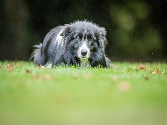 Improve Your Dog’s Temperament With These Training Tips