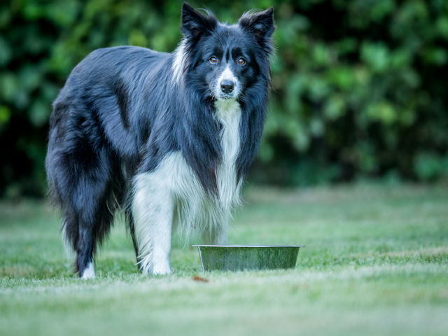 Ideal Information All Dog Owners Should Know About