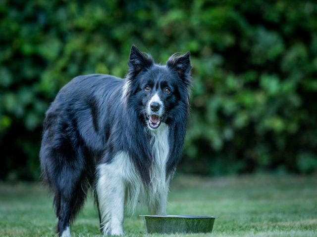 Quick And Painless Tips For Training Your Dog