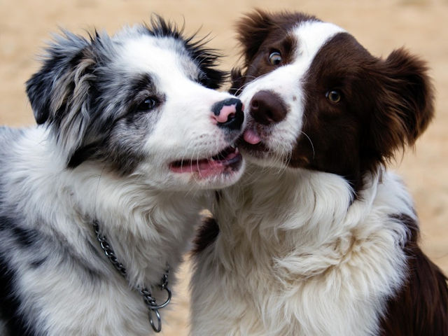 FUNNY DOG VIDEOS TO START YOUR VALENTINE’S DAY WEEKEND!