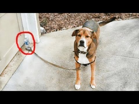 WATCH and TRY TO STOP LAUGHING – Super FUNNY DOGS and CAT VIDEOS compilation 🤣