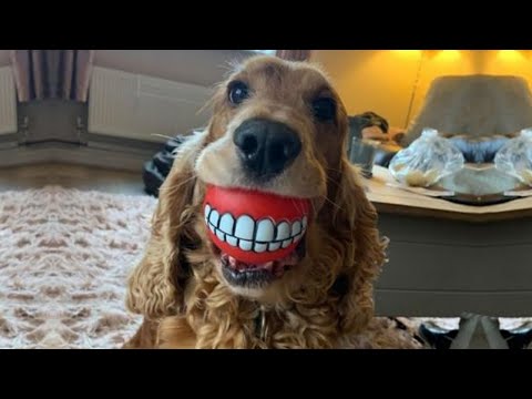 These are some of best FUNNY DOG videos in 2021 – TRY NOT TO LAUGH FUNNY VIDEOS