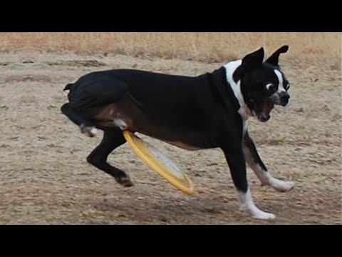 Top 100 Funniest Dogs Reaction Videos 🤣🤣 TRY NOT TO LAUGH