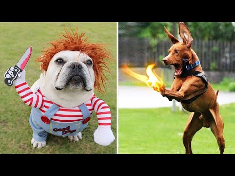 Super Funny Dog Videos #3 | Chihuahua TV