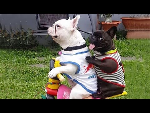 DOGS never fail to make us LAUGH – FUNNY DOGS VIDEOS