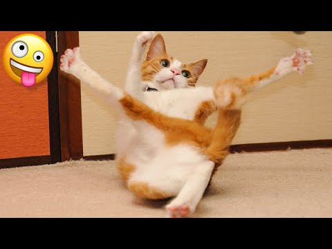 🤣 Funniest 😻 Cats And 🐶 Dogs – Cute And Funny Animal Videos 😇