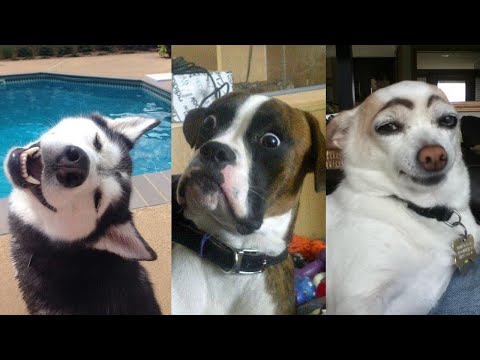 🤣Funny Dog Videos 2020🤣 🐶 It's time to LAUGH with Dog's life –  面白い犬のビデオ