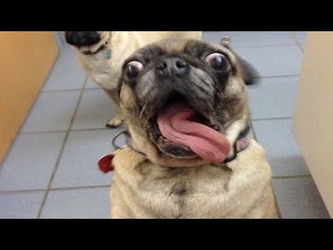 Super FUNNY DOG VIDEOS  – Watch and DIE FROM LAUGHING