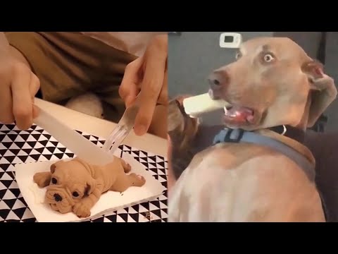 Super Funny Dog Videos #4 | Chihuahua TV