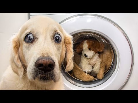 Funniest Confused Dogs Compilation 2021 | Funny Pet Videos