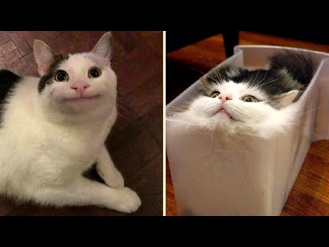 Funny Animal Videos that Make Me Laugh Uncontrollably 😂 (CUTE)