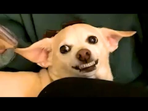 Silly Dog Bloopers & Reactions | Funny Pet Videos