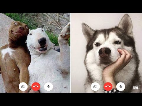 Super Funny Dog Videos #13 | Chihuahua TV