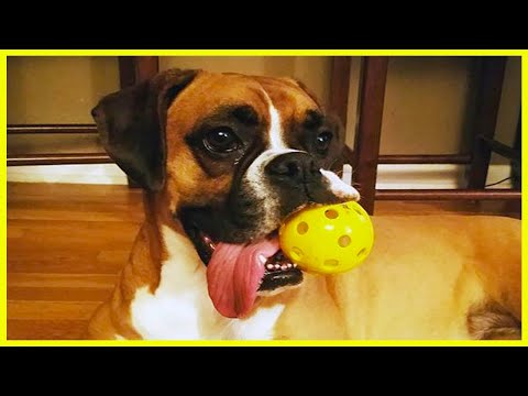 You Will Forget All The Sadness When You Watch These FUNNY DOG Videos