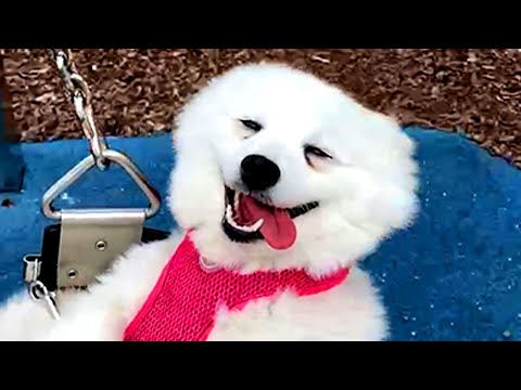 BEST DOGS OF 2021 SO FAR PT.1 | Funny Pet Videos