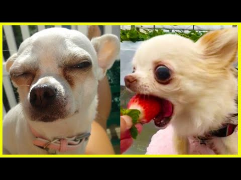 Chihuahuas the CUTEST and FUNNIEST Dog – FUNNY Dog Compilation