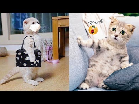 Funniest Animals – Best Of The 2021 Funny Animal Videos #40