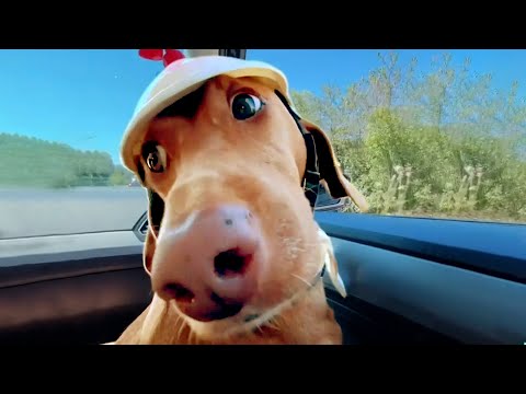 Dog Has Fun on Another Level | Funny Pet Videos