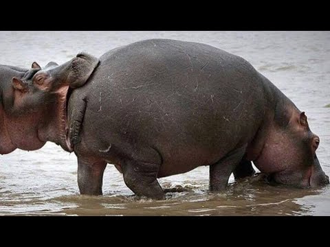 Funniest Animal Videos  – Try not to laugh with Funny Animal's Life Compilation