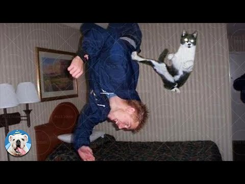 HARDEST TRY NOT TO LAUGH CHALLENGE – Funny Dog And Cat Videos 2021