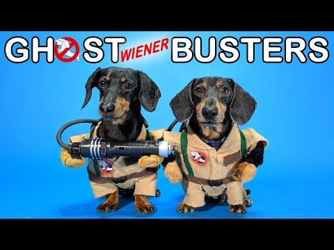 Ep #4: GHOSTWIENERBUSTERS – (Funny, & Spooky Dog Video for Halloween!)