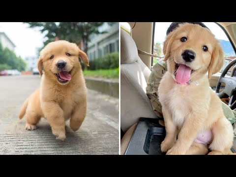 Funniest & Cutest Golden Retriever Puppies – 30 Minutes of Funny Puppy Videos 2021 #7