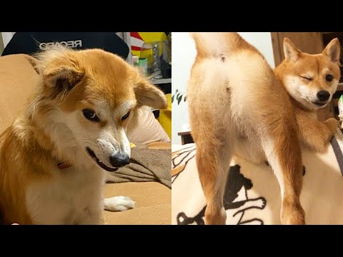 Best of FUNNY DOG video That'll Significantly Improve The Ruff Day You're Having