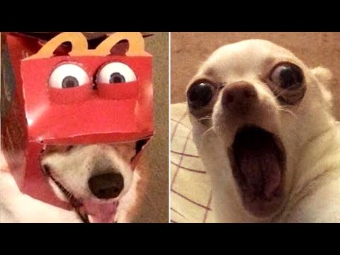 Funny Animal Videos that Make Me Burst Into Tears Laughing 😂 (CUTE)