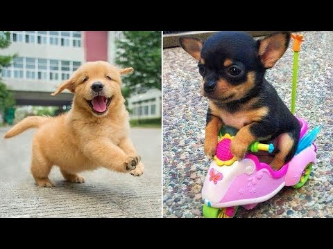 Baby Dogs 🔴 Cute and Funny Dog Videos Compilation #6 | 30 Minutes of Funny Puppy Videos 2021