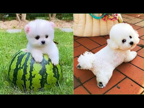 Funny and Cute Dog Pomeranian 😍🐶| Funny Puppy Videos #37