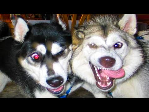 Cute Dogs And Cats That Will Make You Laugh 😂 – Funny Animal Videos 😍