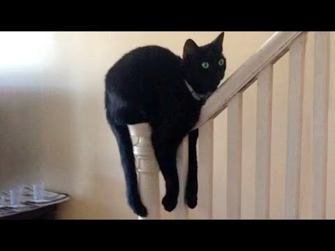 This Cat Is Broken | Funny Pet Videos