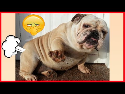 Wanna forget all Sad Feelings!! Watching This Funny Dog Videos, You Will Laugh All Day😂