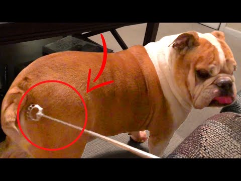 Bulldog Loves Getting Butt Scratched | Funny Pet videos