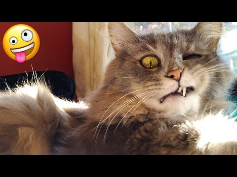 Cute Cats And Dogs That Will Make You Laugh 😂 – Funny Animal Compilation #1