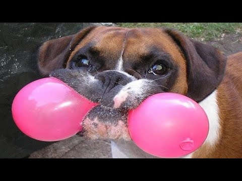 Funniest Animals 🐧 – Funny animal videos can't help but laugh 2021 😁 – Cutest Animals Ever