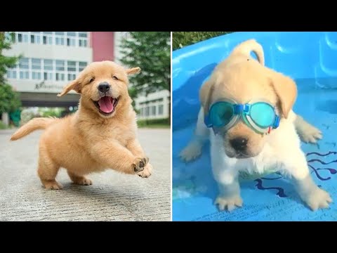 Funniest & Cutest Golden Retriever Puppies – 30 Minutes of Funny Puppy Videos 2021 #8