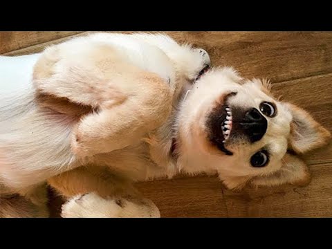 Funny DOG Videos that Make Me Burst Into Tears Laughing 🤣 🐶