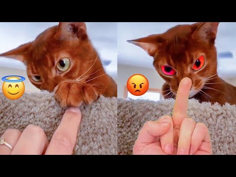 Angry – Funny Cats & Dogs That Will Fill You With Happiness🥰