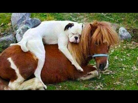 Enjoy New Funniest and Cutest Animals Compilation of the Week🤣 FUNNIEST ANIMAL VIDEOS