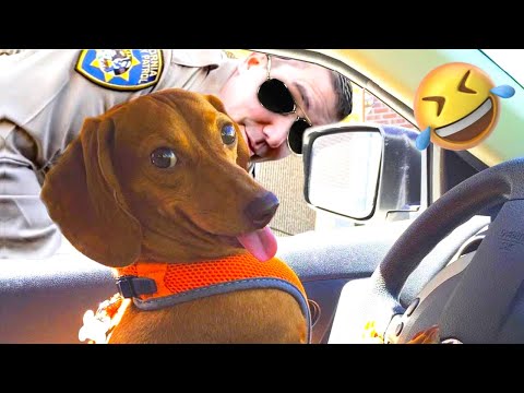 TOP 10 FUNNIEST DOG Videos #3 🐶🤣 | Dog Lovers | Funny Pet Videos | SHORT & FUNNY Videos