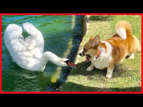 You will Laugh Insanely at These Funny Dogs Meeting Cute Other Animals| Funny Dogs video🐶