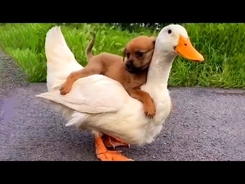Dog Takes a Ride on Duck  | Funny Pet Videos