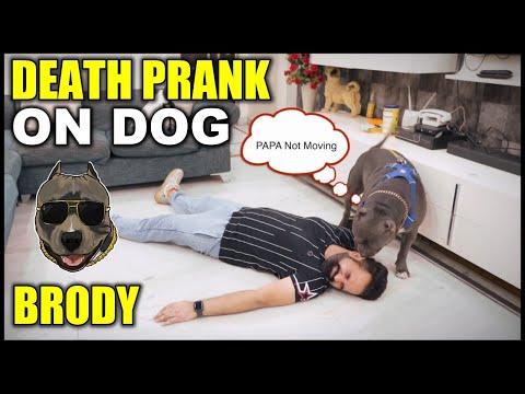 Fake Death prank on my Dog Brody | Funny Dog Video | Harpreet SDC