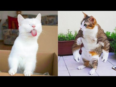 Funniest Animals – Best Of The 2021 Funny Animal Videos #42