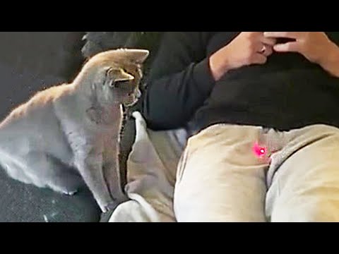 Dog and Cat Reaction to Laser Pointers – Funny Animal Reaction Videos (2021)