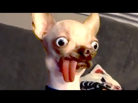 My Dog Has Serious Problems | Funny Pet Videos